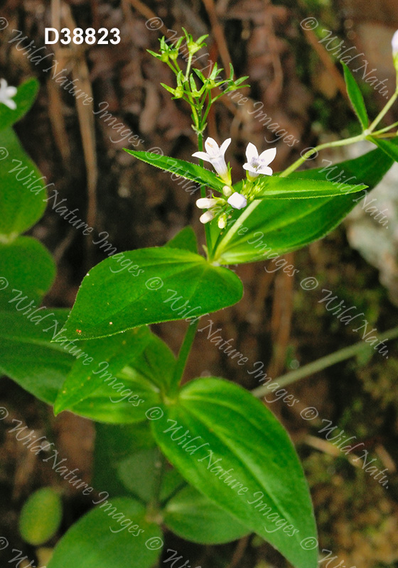 Purple Bluet (Houstonia purpurea)